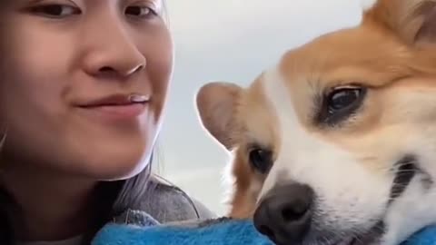 How do you react when you kiss your dog