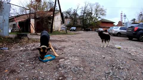 Homeless German Shepherd Asked Every Stranger for food. I decided stop and feed him