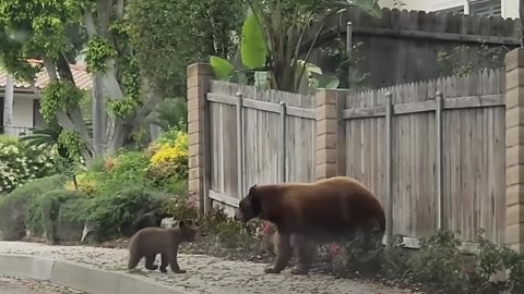 Mama Bear Refuses to Abandon Her Beloved Cubs(part 110)