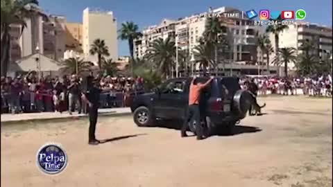 Police dog showing off hi skill just after training drills