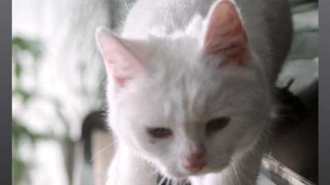 "Maestro Whiskers: A Purrfect Piano Performance"