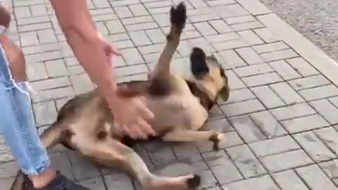 Man Saving Sinking Dog