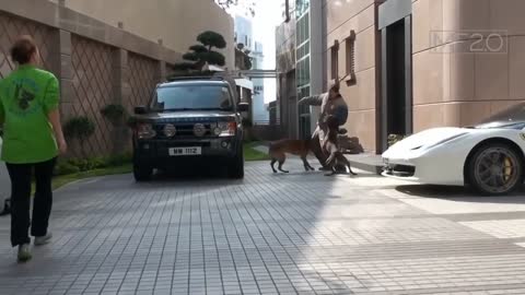 Amazing dog training / attack / protect owner