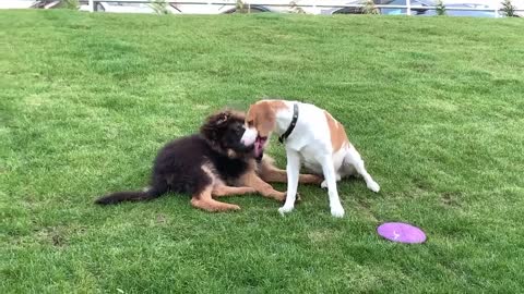 Golden Retriever Doesn't Want to Share His Toy with