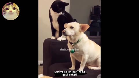 Try Not To Laugh Challenge || Cats and Dogs Funny Video Clips || Funny Hindi Dubbed || dub.chachu166