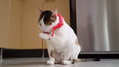 Cute Cat and funny moves