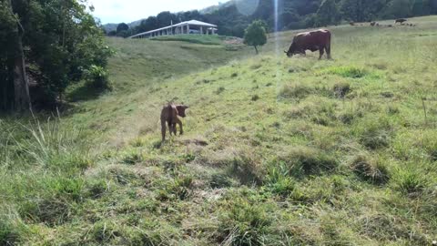 49 - No 7 Just Gave Birth to a New Bull Calf 23.04.2022