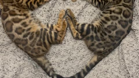 Heart Shaped Bengal Cats