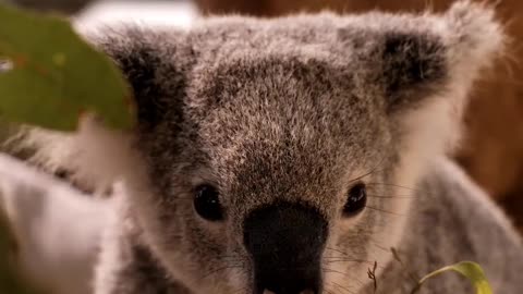 Gentle Gastronomy: Koala's Delightful Mealtime