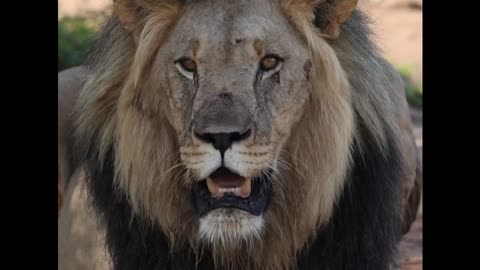 Dominant Male Lion at Marataba Luxury Lodges