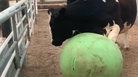 Our cow who is blind was crying out for help