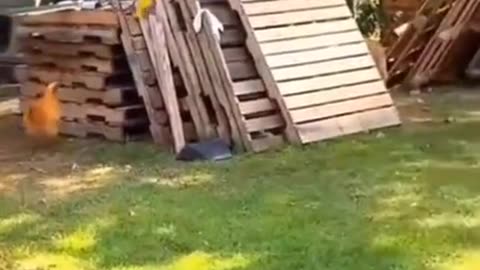 Chicken Plays Hide and Seek with Dog #funnyanimals #cuteanimals #animalshorts