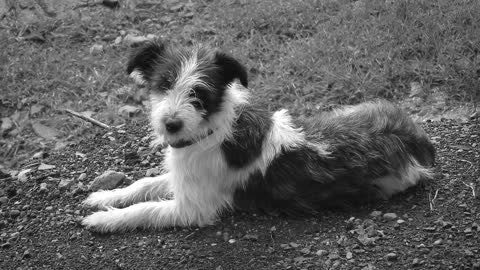 Black And White Animal Dog Peasant Guatica