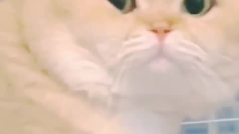 Cat funny video