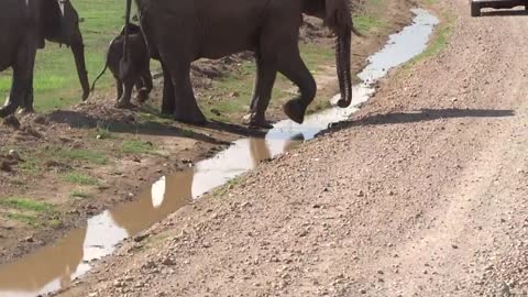 Too cute. This baby elephant is trying to cross the stream