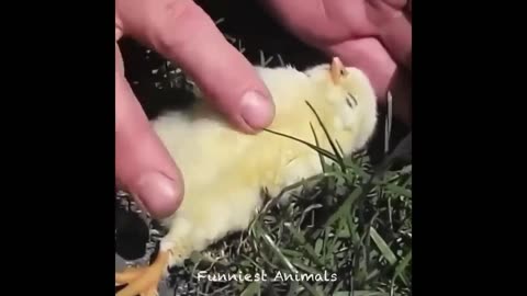 😍Cute baby animals Videos Compilation cute moment🥹