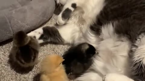 Baby Chicks Snuggle Into Cat For Warmth