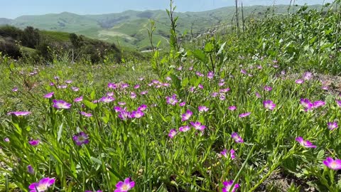 Spring Time in Chino Hills, CA 2021