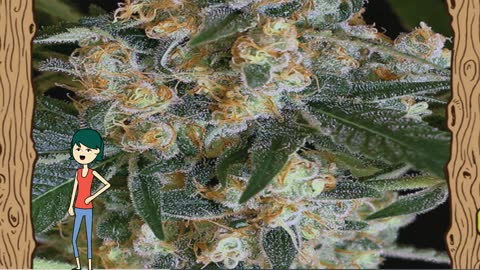 Lemon Candy - Exotic Seed