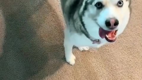 Owner Dogs, And Funny Siberian Husky - Tiktok Dogs (#Funny #Animals #409)