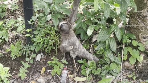 Moving a Three-Toed Sloth to Safety