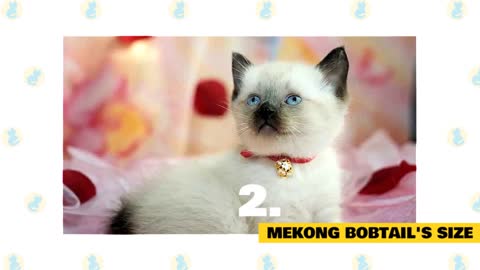 Mekong Bobtail Cats: Fun Facts & Myths