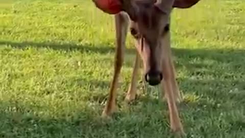 Tiny kitten befriends deer____