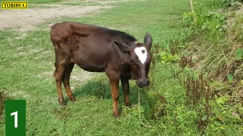 Our Village Cow Mooing | Village 9 Cow Mooing Different Cow Sounds At Different Places