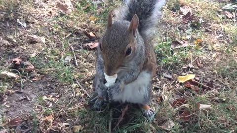 Feeding A Cute Squirrel