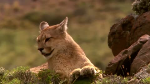 Lions is King But Fail! Mother Bear Save Her Baby From Puma Hunting, Giraffe vs Lions