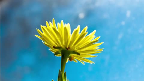 The real nature for Flower and Sky