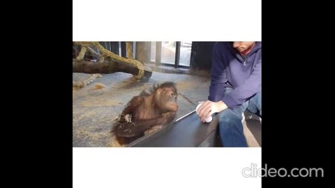 Animals funny reaction while magic