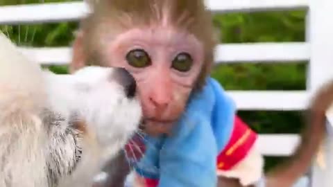 FUNNY MONKEY VIDEO