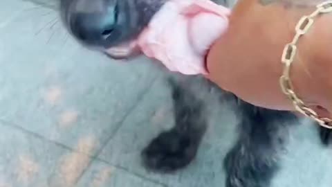 Puppy goes to the owner to eat a fresh chicken