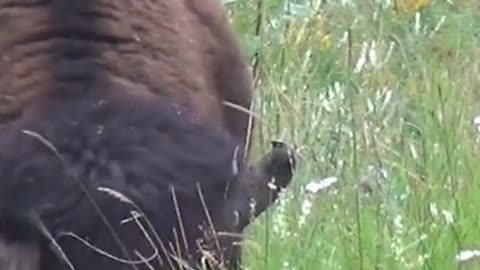 Buffalo Bison Buffalo Bull Bull Nature Wildlife