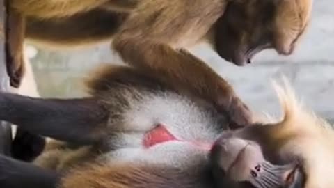 "Monkeying Around with Love: A Tale of Primate Romance"