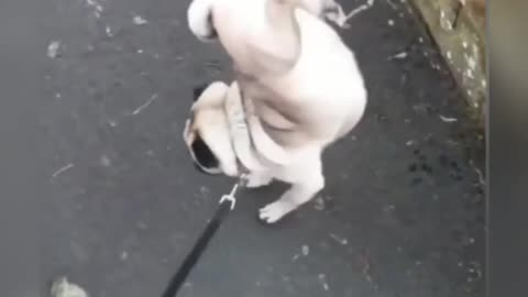 Try not to laugh ! A dog pees like crazy