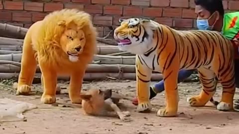 Troll Prank Dog Funny & Fake Lion & Fake Tiger to Dog