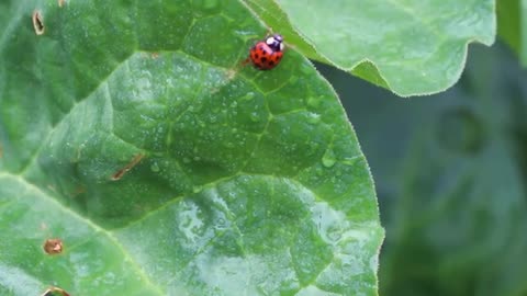 How to draw a ladybug insect step by step, #YouTubeKids