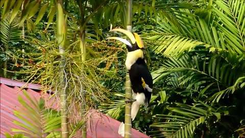 The Great Hornbill