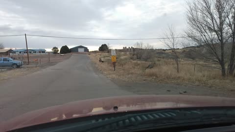 Deer feeding on the side of the road