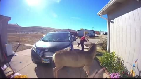 Deer puts up a Fight with Family