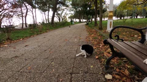 If you sit on cat island you'll be surrounded by cats really fast!