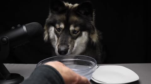 ASMR Dog Chooses Raw vs Cooked Meat!