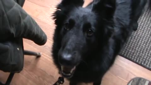 Belgian Sheepdog "Claire" wants to go for a walk