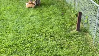 Excited Corgi Clan Greet Human After Weeks Away