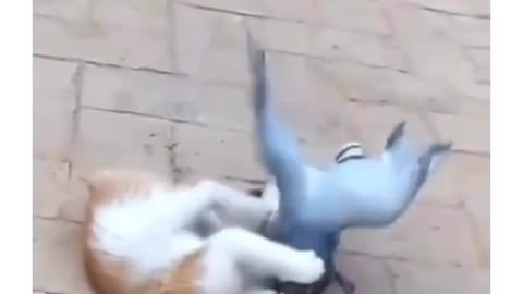 Try not to laugh, Wrestling between pigeon and cat : Funny video