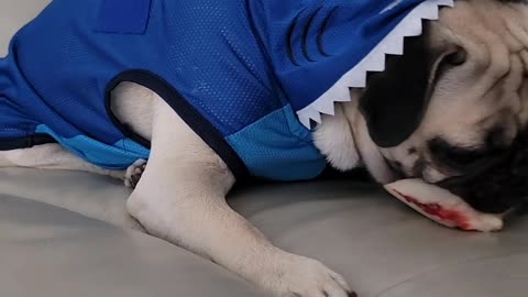 Pug acts like a Shark