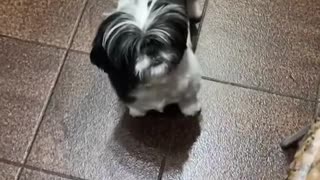 Dog Knows How to Ask for What She Wants