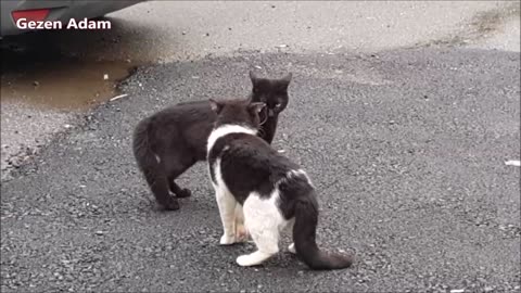 Street Cats meowing and talking - very loudly